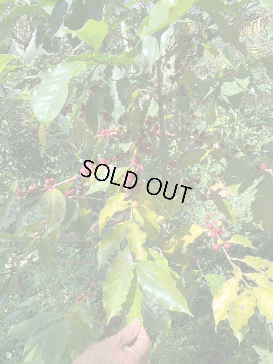 画像6: メキシコ　オアハカ　サン・フアン・フキラ村　５００ｇ (6)